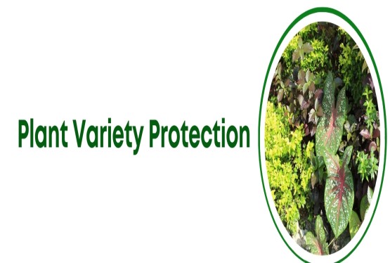 Plant Variety Protection in India